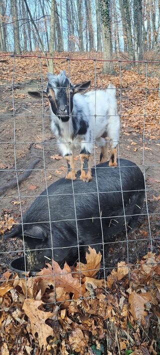 Boar (Marvel), father to piglets, more recent photo of him giving a 