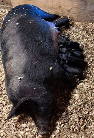 7 piglets from #20 (Daisey) born 6/17/2024