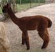 2010 Cria, Royal Highlander