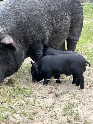 Grazing with her babies