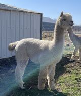 alpaca for sale