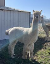 alpaca for sale