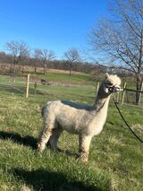 alpaca for sale