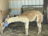 alpaca for sale