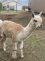 alpaca for sale