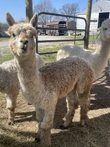 alpaca for sale