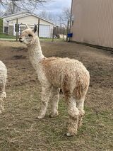 alpaca for sale