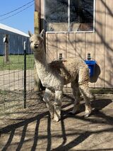 alpaca for sale