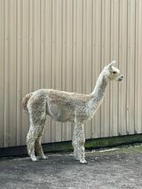 alpaca for sale