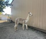 alpaca for sale