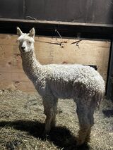 alpaca for sale