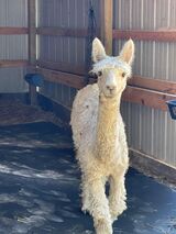 alpaca for sale