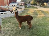 alpaca for sale