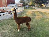 alpaca for sale