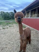 alpaca for sale