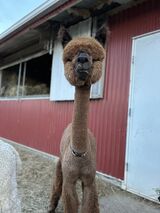 alpaca for sale