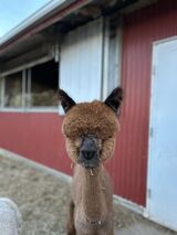 alpaca for sale