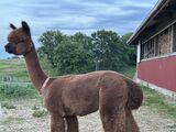 alpaca for sale