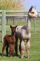 alpaca for sale