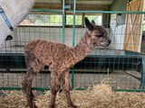 alpaca for sale