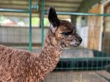 alpaca for sale