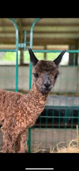 alpaca for sale