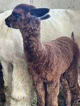 alpaca for sale