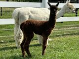 alpaca for sale