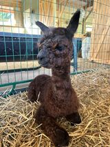 alpaca for sale