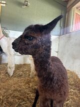 alpaca for sale