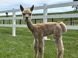 alpaca for sale