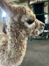 alpaca for sale