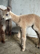 alpaca for sale