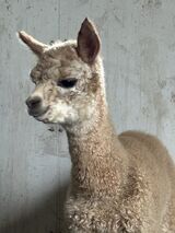 alpaca for sale