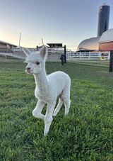 alpaca for sale