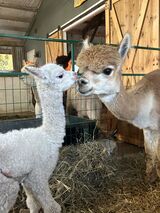 alpaca for sale