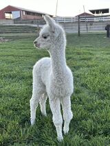 alpaca for sale