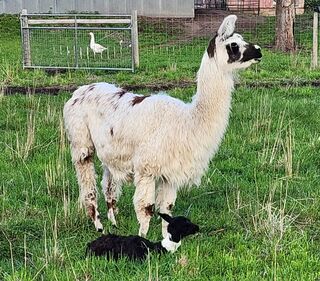 Pictured with spring cria 2024