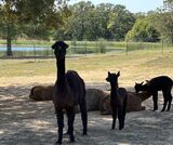 alpaca for sale