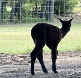 alpaca for sale