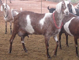 Grand Dam Black Mesa Celestes Crazy Cora (Cora)