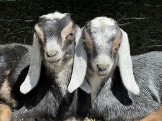 buckling on the right with his twin brother