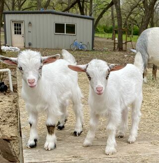 FOR SALE: Skimpy and Bug (Wether on left) Doeling (on right) DOB 3/7/2024