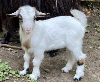Registered Mini Silky Fainting Goat 