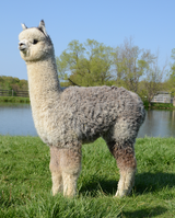 alpaca for sale