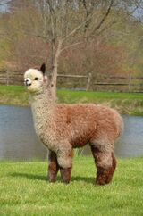 alpaca for sale