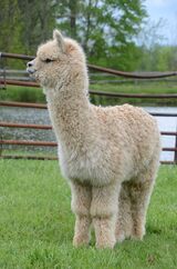 alpaca for sale