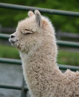 alpaca for sale