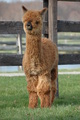 SA Santa Fe Legend - Cria picture