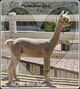 alpaca for sale